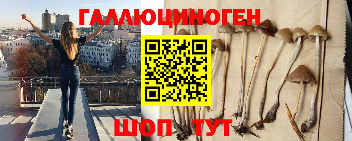 хочу наркоту  Вход с VPN  Кировск  Галлюциногенные грибы Psilocybe 